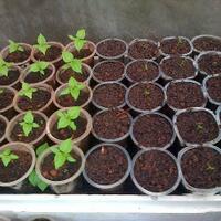 ayo-bertanam-cabe---hot--eksotis---part-1