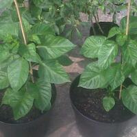 ayo-bertanam-cabe---hot--eksotis---part-1