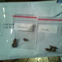 sharengomongin-apapun-ttg-tanaman-pohon-anggur-yuk