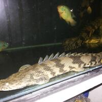 aquarium-thingy-for-starter-dari-newbie-untuk-newbie