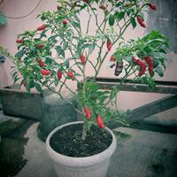 ayo-bertanam-cabe---hot--eksotis---part-1