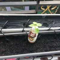 ayo-bertanam-cabe---hot--eksotis---part-1