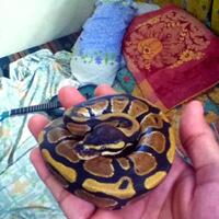 ball-python-python-regius-lovers-masuk-sininew-home