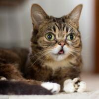 lil-bub--kucing-terlucu-di-dunia
