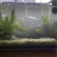 aquascape-for-everybody-learning-and-sharing