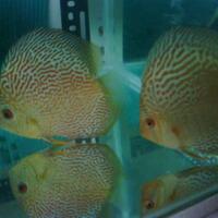 discus-lovers--regenerated----part-3