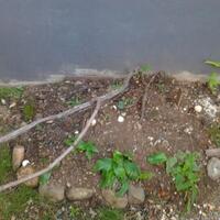 sharengomongin-apapun-ttg-tanaman-pohon-anggur-yuk