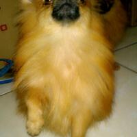 pomeranian-lovers---part-2