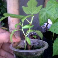 ayo-bertanam-cabe---hot--eksotis---part-1