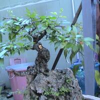 all-about-bonsai