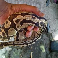 ball-python-python-regius-lovers-masuk-sininew-home---part-1
