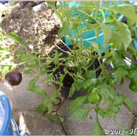 ayo-bertanam-cabe---hot--eksotis---part-1