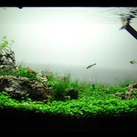 aquascape-for-everybody-learning-and-sharing