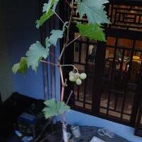 sharengomongin-apapun-ttg-tanaman-pohon-anggur-yuk