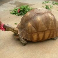 93787769378776937-all-about-tortoise-93787769378776937---part-2