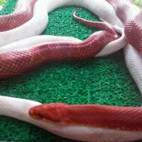 colubrid-lovers-silakan-masuk