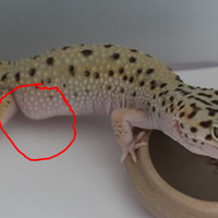 9788new-ask-about-leopard-gecko9788