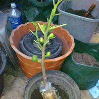 pohon-tin-pohon-ara-buah-tinbuah-ara-untuk-cancer-dan-collesterol-tinggi---part-2