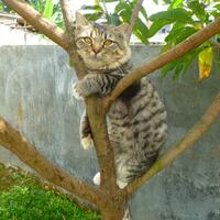 info-biro-jodoh-kucing-catlovers---read-page-1-first