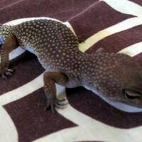 9788new-ask-about-leopard-gecko9788