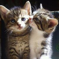 tentang-kucing-selama-ini