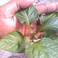 all-about-hidroponik