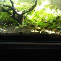 post-setup-aquascapemu-reloaded---part-3