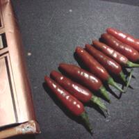 ayo-bertanam-cabe---hot--eksotis---part-1