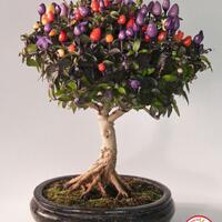 ayo-bertanam-cabe---hot--eksotis---part-1