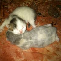 cat-lovers-kaskus-read-page-1-first---part-3