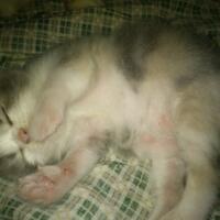 cat-lovers-kaskus-read-page-1-first---part-3