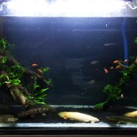 ayo-gan-silaken-posting-aquariumnya-di-sini