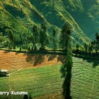 gunung-bromo-lukisan-alam-terindah-di-jawa-timur