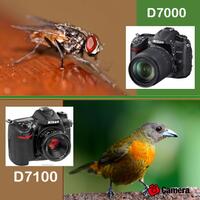 info-kecil-cameracoid