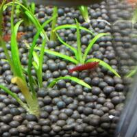 all-about-shrimp-red-cherry-red-bee-black-bee-neocaridina-caridina-dll