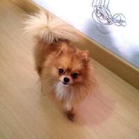 pomeranian-lovers---part-2