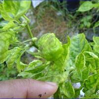 ayo-bertanam-cabe---hot--eksotis---part-1