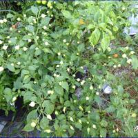 ayo-bertanam-cabe---hot--eksotis---part-1