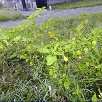 ayo-bertanam-cabe---hot--eksotis---part-1