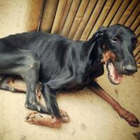 doberman-di-depok-yang-ditinggal-majikan-diselamatkan-animal-defender