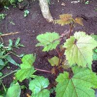 sharengomongin-apapun-ttg-tanaman-pohon-anggur-yuk