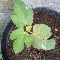 pohon-tin-pohon-ara-buah-tinbuah-ara-untuk-cancer-dan-collesterol-tinggi---part-2