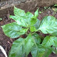 ayo-bertanam-cabe---hot--eksotis---part-1