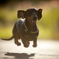 dachshund-lovers----part-2