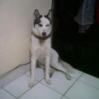 new-siberian-husky-lovers---read-page-1-for-update---part-2