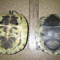 all-about-box-turtle-family