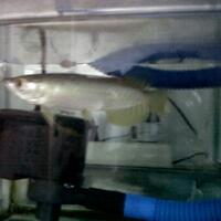 arowana--new-thread
