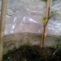 sharengomongin-apapun-ttg-tanaman-pohon-anggur-yuk