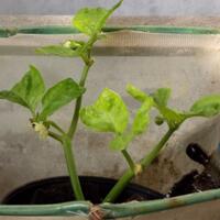 ayo-bertanam-cabe---hot--eksotis---part-1