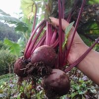 vegetable-lovers---official-thread---part-2